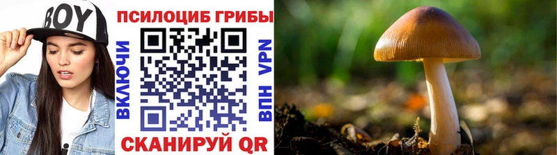 Купить где  Дмитриев  Галлюциногенные грибы GOLDEN TEACHER 